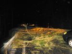 20190114_Baum006.JPG