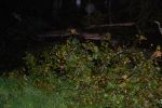 20141022_Sturmschaden04.JPG