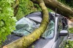 20170507_ffpetz_3.jpg