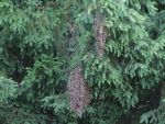 20140604_ffhuerm_6.jpg