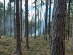 20220219_Wald02.jpg
