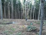 20220219_Wald05.jpg
