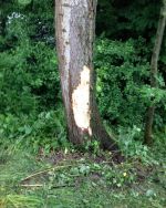 20150524_ffbrunnwiesen_4.jpg