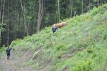 20140531_ffpoeggstall_10.JPG