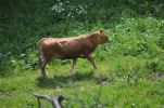 20140531_ffpoeggstall_3.JPG