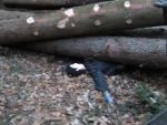 20180410_Forst05.jpg