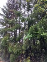 Brandeinsatz_StOswald_006.jpg