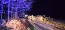 baum_ueber_strasse.jpg