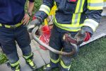 20170722_ffmelk_tierrettung_7.jpg