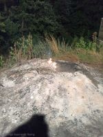 20150901_fftexing_3.JPG