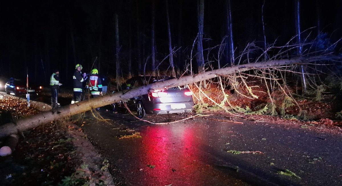 baum auf pkw